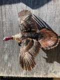 Beautiful -Huge-Flying Turkey Taxidermy mount