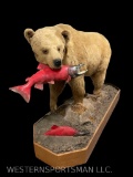 Very Large Life-size Grizzly Bear Taxidermy mount, With a Sock-eye Salmon in its mouth on Base, All-