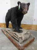 LIFESIZE BLACK BEAR ON BASE TAXIDERMY