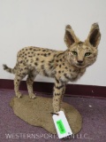 LIFESIZE SERVAL CAT TAXIDERMY