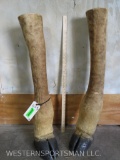 2 GIRAFFE LEGS (2x$) TAXIDERMY