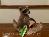 Cute, Baby, Raccoon, or Coon, paddling a Canoe TAXIDERMY