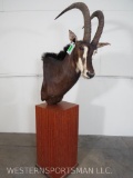 BEAUTIFUL SABLE PED MT TAXIDERMY