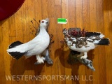 Taxidermy, Museum Quality, Beautiful Rock Ptarmigan mounts, WINTER & FALL plumage 2 x $
