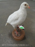PIGEON ON BASE TAXIDERMY