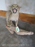 Lifesize Bobcat on Limb TAXIDERMY