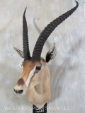 Grants Gazelle Sh Mt TAXIDERMY