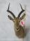 IMPALA SH MT TAXIDERMY