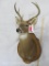 WHITETAIL ON PLAQUE TAXIDERMY