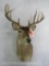10 POINT WHITETAIL SH MT TAXIDERMY