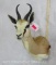 SPRINGBOK SH MT TAXIDERMY