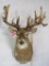 EXTRA HEAVY UNCOMMON WHITETAIL SH MT TAXIDERMY