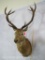 RED STAG SH MT TAXIDERMY