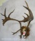 CARIBOU RACK ON PLAQUE TAXIDERMY