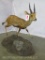 LIFESIZE BUSHBUCK ON BASE TAXIDERMY