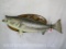 REAL SKIN STRIPPED BASS FISH MT TAXIDERMY