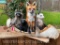 Awesome, NOAH'S ARK, 4 Critters in a 4 foot Birch bark Canoe/ Red Fox, Raccoon, Possum, and a Skunk