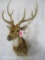 AXIS DEER SH MT W/VELVET ANTLERS TAXIDERMY