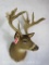 WHITETAIL SH MT W/REPRODUCTION ANTLERS   TAXIDERMY