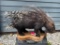 Rare, life-size, Africa Porcupine mount Great quills, and Taxidermy , Collectors