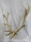 Red Stag Horns on Plaque TAXIDERMY