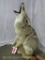 Lifesize Howling Coyote TAXIDERMY