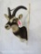 WHITE EARED KOB SH MT TAXIDERMY