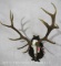 RED STAG EURO MT ON PLAQUE TAXIDERMY