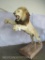 BEAUTIFUL LIFESIZE LEAPING LION ON BASE *TX RES ONLY* TAXIDERMY