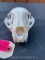 Huge Alaskan Lynx full Skull, complete with ALL teeth oddity Taxidermy