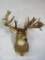 NON TYPICAL WHITETAIL SH MT TAXIDERMY
