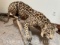 *SUPER RARE* LIFESIZE JAGUAR *NEVADA RES ONLY* TAXIDERMY