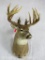 XL NON TYPICAL WHITETAIL SH MT W/REPRODUCTION ANTLERS  TAXIDERMY