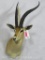 GRANTS GAZELLE SH MT TAXIDERMY