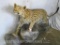 BEAUTIFUL LIFESIZE LEOPARD ON ROCK BASE *TX RES ONLY* TAXIDERMY