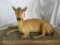 LIFESIZE LAYING RED DUIKER ON BASE TAXIDERMY