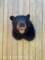 Nice Black Bear shoulder mount, open mouth, Nice Taxidermy