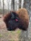 NEW North American BISON/BUFFALO shoulder mount GREAT taxidermy