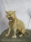 SUPER COOL SITTING LION *TX RES ONLY* TAXIDERMY