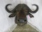 Cape Buffalo Sh Mt TAXIDERMY