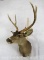 BLACKTAIL DEER SH MT TAXIDERMY