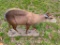 VERY RARE, Yellow Duiker, life-size mount on nice base these are getting VERY HARD to find / Collect