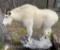 Beautiful, very White, Mtn. Goat, on base, with Trophy size horns Beautiful Taxidermy