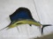 Sailfish Mount TAXIDERMY