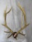 MOUNTED RED STAG HORNS TAXIDERMY