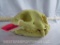 REPRODUCTION LEOPARD SKULL TAXIDERMY