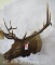 XL ELK SH MT TAXIDERMY