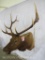 Bugling Elk Sh Mt TAXIDERMY