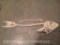 3 Fish Skeletons, Articulated. A Parrot, fish, a Talapa fish, and a Trigger fish, GREAT Oddity, 3X$