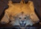 FELTED LION RUG W/MOUNTED HEAD *SOUTH CAROLINA RESIDENTS ONLY*  TAXIDERMY